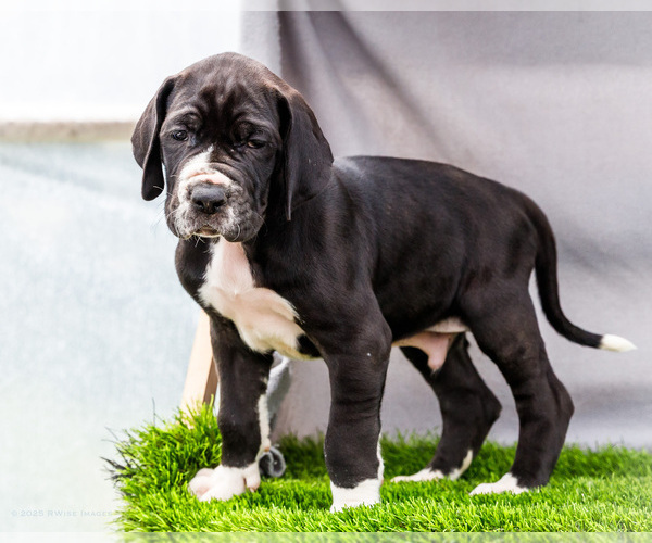 Medium Photo #24 Great Dane Puppy For Sale in WAKARUSA, IN, USA