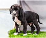 Puppy Trever Great Dane