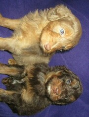 Aussie-Poo Puppy for sale in LINCOLN, AL, USA
