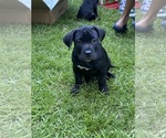 Image preview for Ad Listing. Nickname: Nala