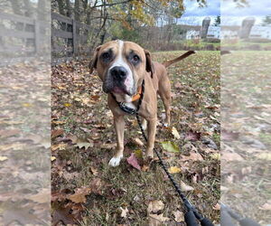 Bullboxer Pit Dogs for adoption in Benton, PA, USA