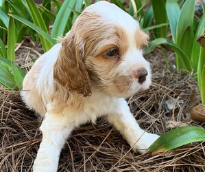 Cocker Spaniel Puppy for sale in MATHISTON, MS, USA