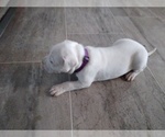 Small Photo #16 Dogo Argentino Puppy For Sale in RYAN, OK, USA