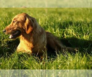 Golden Retriever Dogs for adoption in VALLEJO, CA, USA