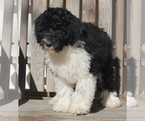 Medium Photo #1 Aussiedoodle Puppy For Sale in FREDERICKSBURG, OH, USA
