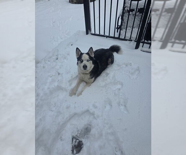 Medium Photo #1 Siberian Husky-Unknown Mix Puppy For Sale in Ogden, UT, USA
