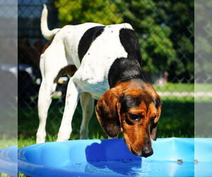 Coonhound Dogs for adoption in Martinsburg, WV, USA