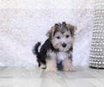 Small Photo #2 Morkie Puppy For Sale in MARIETTA, GA, USA
