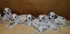 Small Photo #12 Dalmatian Puppy For Sale in DUVALL, WA, USA