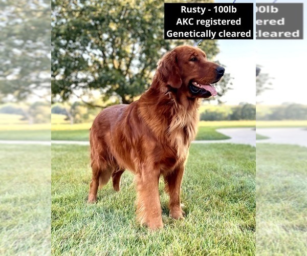 Medium Photo #1 Golden Retriever Puppy For Sale in FREDERICKSBG, OH, USA