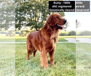 Father of the Golden Retriever puppies born on 10/28/2025