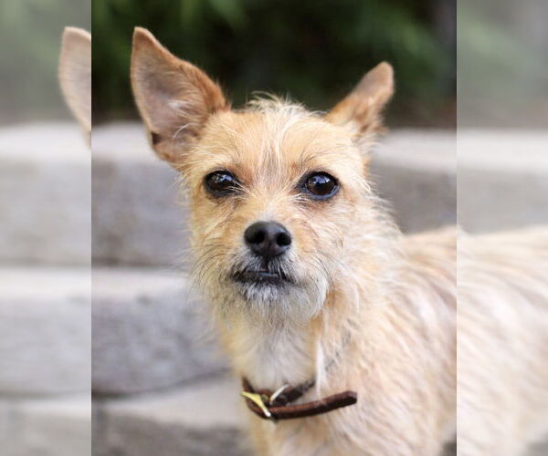 Medium Photo #4 Mutt Puppy For Sale in Corona, CA, USA