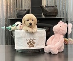Puppy Miss Pink Golden Retriever