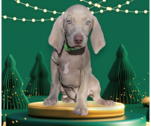 Weimaraner Puppy for sale in NEWCASTLE, OK, USA