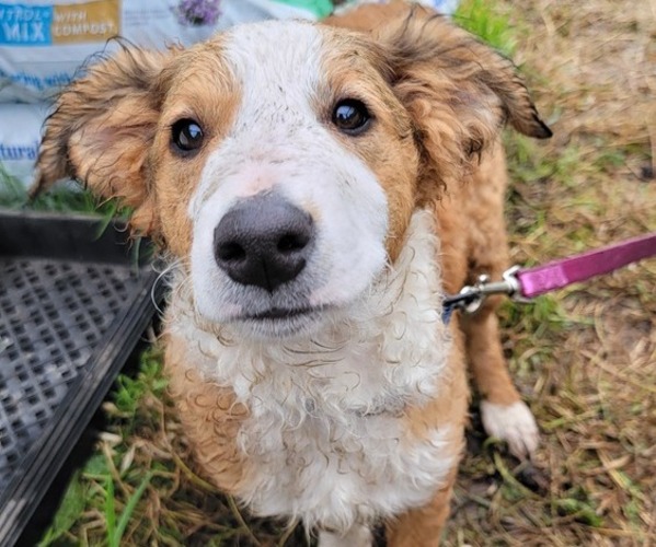 Medium Photo #6 English Shepherd Puppy For Sale in MOLALLA, OR, USA