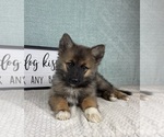 Small Photo #4 Pomsky Puppy For Sale in FRANKLIN, IN, USA
