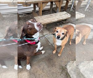 Nicky - Male Mutt Dog for Adoption - Photo #2