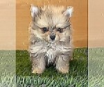 Small #4 Pomeranian
