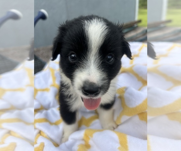 Medium Photo #1 Miniature Australian Shepherd Puppy For Sale in BUSH, LA, USA