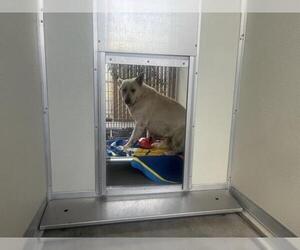 German Shepherd Dog-Unknown Mix Dogs for adoption in Corona, CA, USA