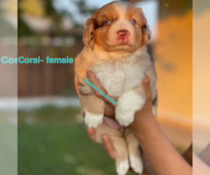 Miniature American Shepherd Puppy for sale in PALMDALE, CA, USA