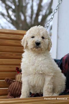 Medium Photo #1 Goldendoodle Puppy For Sale in ARCHBOLD, OH, USA