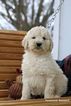 Small Photo #1 Goldendoodle Puppy For Sale in ARCHBOLD, OH, USA