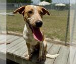 Small #1 Labrador Retriever Mix