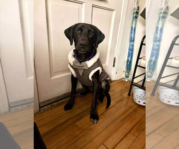 Medium Photo #1 Labrador Retriever-Unknown Mix Puppy For Sale in Westwood, NJ, USA