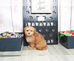 Small Photo #6 Shih-Poo Puppy For Sale in MARIETTA, GA, USA