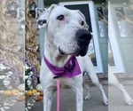 Gigi - Female Labrador Retriever-Unknown Mix Dog for Adoption - Small photo