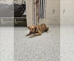 Small American Pit Bull Terrier Mix