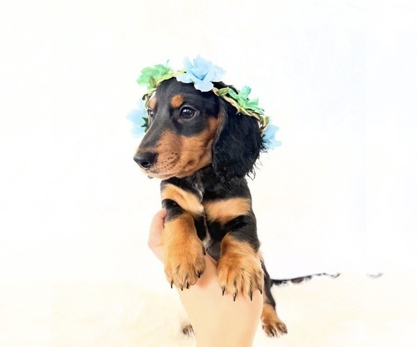 Medium Photo #3 Dachshund Puppy For Sale in DAVIS, CA, USA