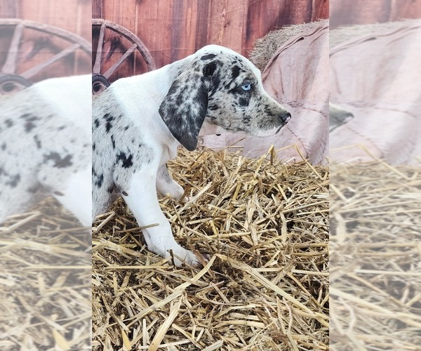 Medium Photo #7 Catahoula Leopard Dog Puppy For Sale in CUMBY, TX, USA
