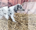 Small #6 Catahoula Leopard Dog
