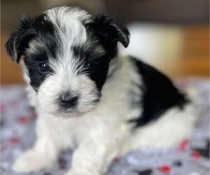 Morkie Puppy for sale in WICHITA, KS, USA