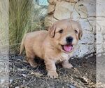 Small Photo #7 Goldendoodle-Poodle (Miniature) Mix Puppy For Sale in SQUAW VALLEY, CA, USA