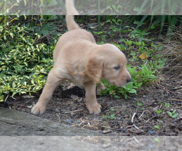 Medium Photo #7 Golden Retriever Puppy For Sale in GREENWOOD, WI, USA