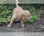 Small Photo #7 Golden Retriever Puppy For Sale in GREENWOOD, WI, USA