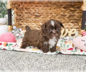 Shih Tzu Puppy for sale in SYRACUSE, IN, USA