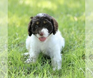 Cock-A-Poo Puppy for sale in RONKS, PA, USA