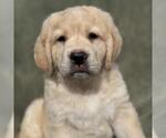 Small Miniature Labradoodle