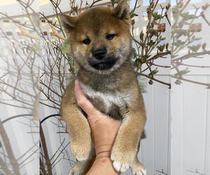 Shiba Inu Puppy for sale in FRESH MEADOWS, NY, USA
