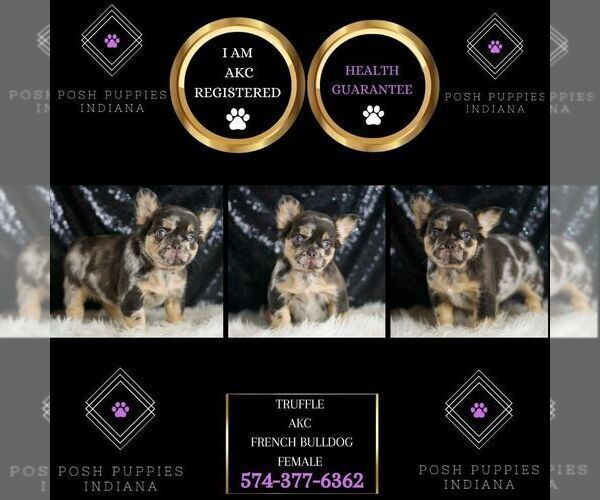 Medium Photo #103 French Bulldog Puppy For Sale in WARSAW, IN, USA