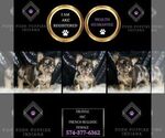 Small Photo #103 French Bulldog Puppy For Sale in WARSAW, IN, USA