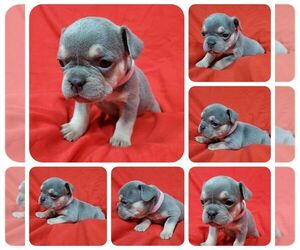 French Bulldog Puppy for sale in AFTON, WY, USA