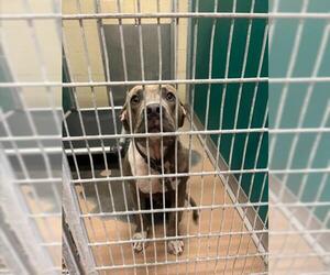 American Pit Bull Terrier-Unknown Mix Dogs for adoption in Texas City, TX, USA