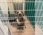 Small American Pit Bull Terrier Mix