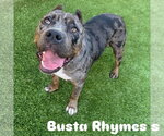 Small #4 American Bandogge mastiff
