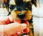 Small Photo #1 Yorkshire Terrier Puppy For Sale in LA SIERRA, CA, USA